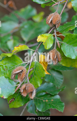 Hêtre : Fagus sylvatica. Cas des fruits en automne. Surrey, England, UK Banque D'Images