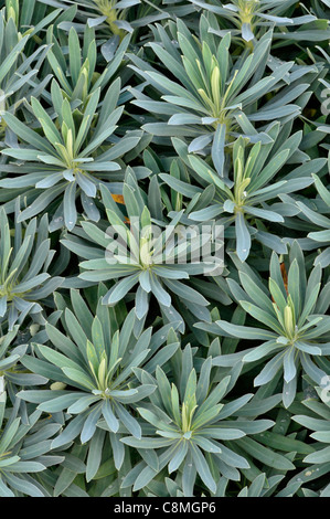 Euphorbia characias ssp. wulfenii Banque D'Images