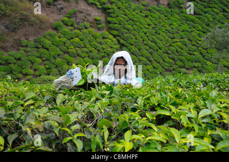 Les cueilleurs de thé à plantation en contreforts près de Vandiperiyar, District Idukki, Kerala, Inde Banque D'Images