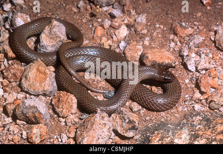 Motif serpent, Sonora semiannulata, Centre de la Basse-Californie, Mexique Banque D'Images