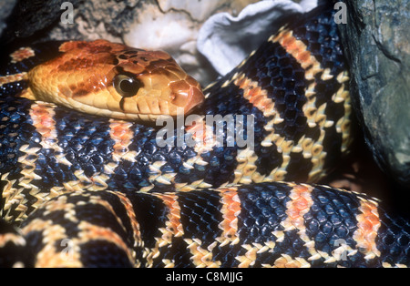 Baja couleuvre, Pituophus catenifer insulanus, l'île de Cedros, Baja California, Mexique Banque D'Images
