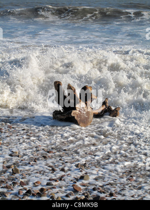 Un grand morceau de bois flotté être battu par le flux et le reflux d'une marée montante sur une plage de galets. Banque D'Images