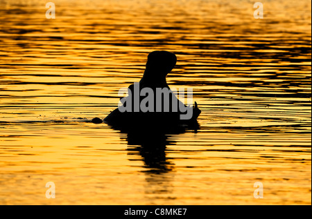 Silhouette d'un hippopotame baillant dans la lumière du soir d'or Banque D'Images