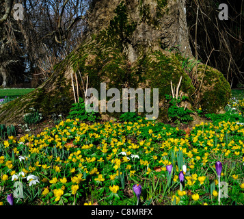 Anémone printemps aga libre fleurs jaune vif à la base de la croissance croissance vivace d'arbres forestiers la naturalisation Banque D'Images