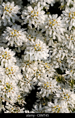 Iberis sempervirens thlaspi portraits de plantes à fleurs fleurs pétales de fleurs gros plan profus couvre-sol vivaces blanc Banque D'Images
