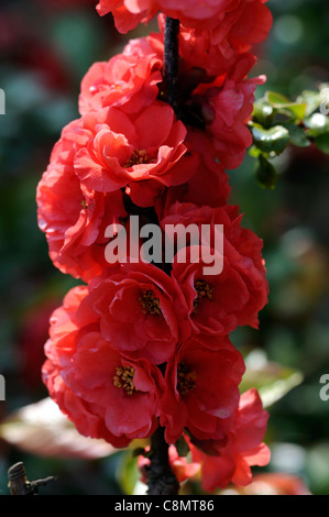 Chaenomeles speciosa 'Phyllis Moore' Japanese flowering quince arbuste robuste cultivar fleur fleurs printemps rouge fleur Banque D'Images