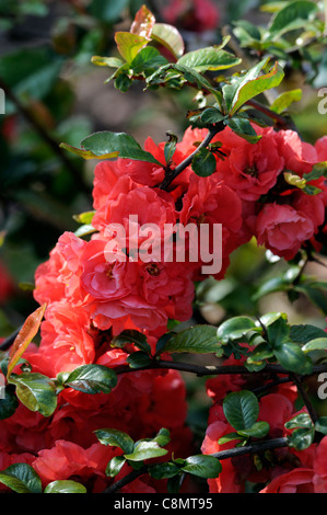 Chaenomeles speciosa 'Phyllis Moore' Japanese flowering quince arbuste robuste cultivar fleur fleurs printemps rouge fleur Banque D'Images