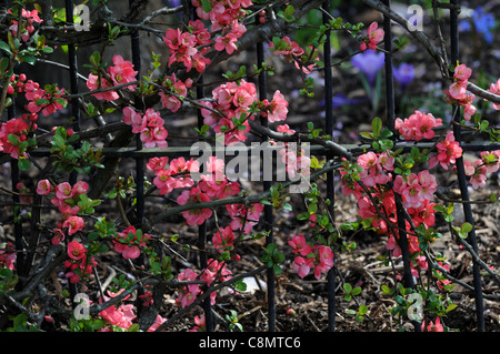 Flowering quince Chaenomeles x superba arbustes cultivar pink lady red flowers spring flower fleur former clôture formés croître Banque D'Images