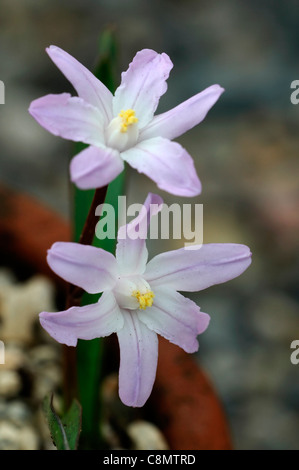 Gloire de la neige printemps fleurs Chionodoxa forbesii 'Pink Giant' syn. Scilla forbesii 'Pink Giant' fleur Banque D'Images