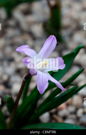 Gloire de la neige printemps fleurs Chionodoxa forbesii 'Pink Giant' syn. Scilla forbesii 'Pink Giant' fleur Banque D'Images