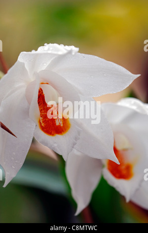 Coelogyne mooreana variante d'espèces d'orchidées fleurs ouvertes cultivar fleur blanc orange Banque D'Images