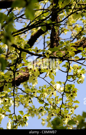 Davidia involucrata var vilmoriniana couleurs fleurs blanches fleurs de floraison des arbres à feuilles caduques feuillage feuilles vert Banque D'Images