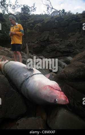 Requin tigre (Galeocerdo cuvier) tués par les requins du Queensland, Programme de contrôle, s'est échoué dans la Parc National de Noosa, Australie Banque D'Images