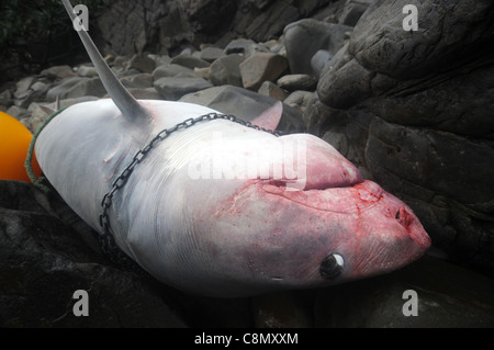 Requin tigre (Galeocerdo cuvier) tués dans l'État du Queensland, le programme de contrôle de requins, échoués dans Parc National de Noosa, Australie Banque D'Images