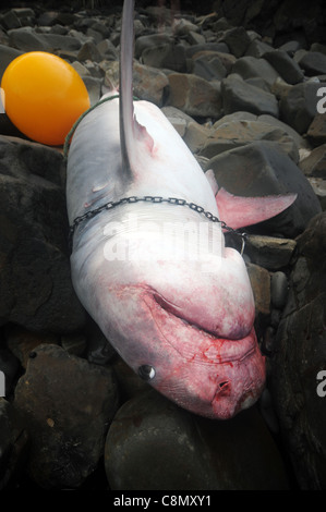 Requin tigre (Galeocerdo cuvier) tués par les requins du Queensland, Programme de contrôle, s'est échoué dans la Parc National de Noosa, Australie Banque D'Images