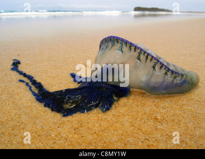 Méduse bleue (Physalia physalis) échoués sur la plage ci-dessous Indian Head, Fraser Island Zone du patrimoine mondial, de l'Australie Banque D'Images