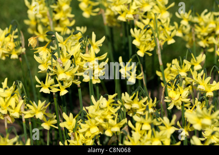 Hawera narcisse jonquilles jaune gros plan printemps aga selective focus fleurs pétales plante miniature de type triandrus portraits Banque D'Images