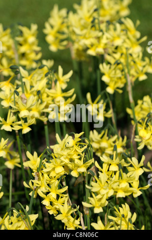 Hawera narcisse jonquilles jaune gros plan printemps aga selective focus fleurs pétales plante miniature de type triandrus portraits Banque D'Images