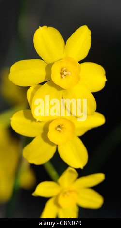 Bébé lune jaune jonquille narcissus jonquilla fleurs de printemps jaune jonquille au point sélective des plantes fleurs pétales portraits Banque D'Images