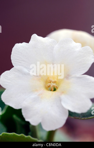 Primula allionii x 'Snow White' fleurs blanc crème primrose vivace fleur flower spring Banque D'Images