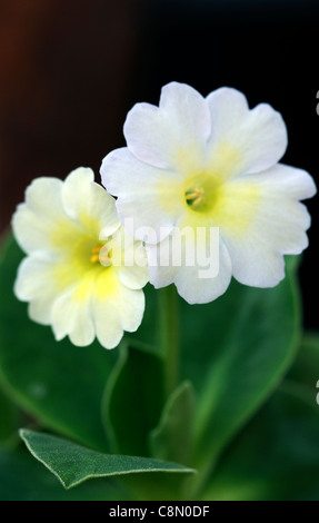 Primula allionii x 'Snow White' fleurs blanc crème primrose vivace fleur flower spring Banque D'Images