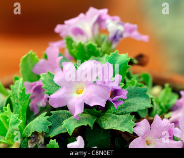 X Allionii Primula Marginata MARGARET primrose pink vivace fleurit rapidement fleur fleurs fleurs Banque D'Images