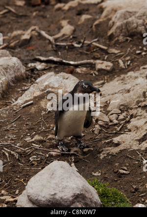 Jackass ou africaines (Spheniscus demersus) à Stoney Point, Afrique du Sud Banque D'Images