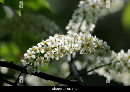 Prunus Blushing Bride Oku Miyako 'Shogetsu' flowering cherry tree Banque D'Images