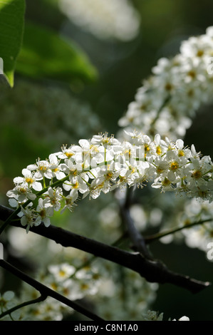 Prunus Blushing Bride Oku Miyako 'Shogetsu' flowering cherry tree Banque D'Images