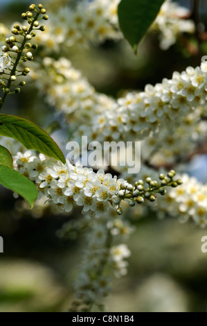 Prunus Blushing Bride Oku Miyako 'Shogetsu' flowering cherry tree Banque D'Images