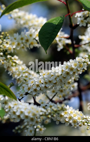 Prunus Blushing Bride Oku Miyako 'Shogetsu' flowering cherry tree Banque D'Images