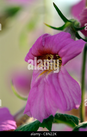 La digitale chinoise Rehmannia elata syn angulata grandes vivaces rose lumineux en forme de cloche rouge-gorge fleurs fleurs Banque D'Images