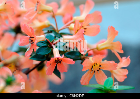 Sweet orange fleurs rhododendron beatrice rose et blanc close up hybride parfumé vireya Banque D'Images