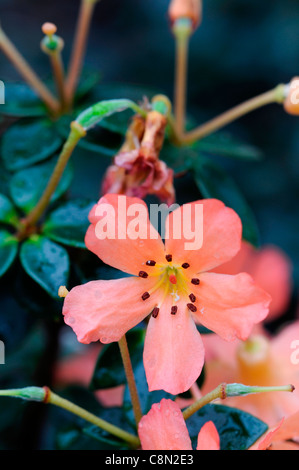 Sweet orange fleurs rhododendron beatrice rose et blanc close up hybride parfumé vireya Banque D'Images