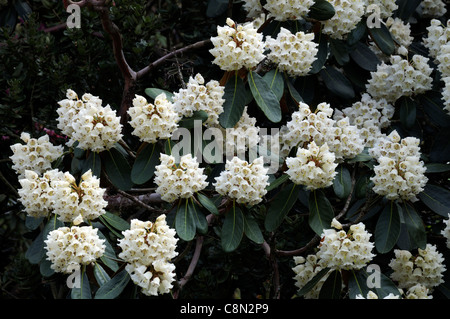 Rhododendron blanc fleur fleurs fleurs fleurs bloom tree Banque D'Images