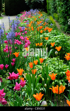 Spring border bed couleurs chaudes couleurs bulbes vivaces tulipes orange bleu rose fleur fleurs Banque D'Images