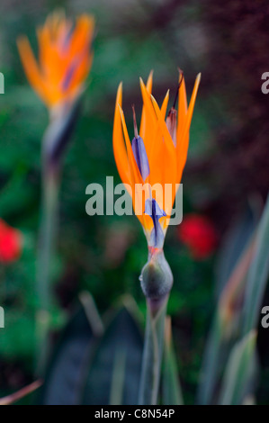Strelitzia reginae oiseau du paradis libre selective focus orange fleurs plantes tropicales exotiques pétales portraits un seul Banque D'Images