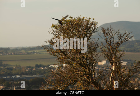 Duddingston Loch avec des oiseaux Banque D'Images