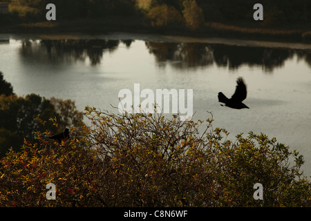 Duddingston Loch avec des oiseaux Banque D'Images