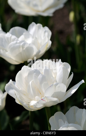 Tulip Tulipa mont blanc tacoma fin double fleur fleurs printemps groupe fleur Banque D'Images