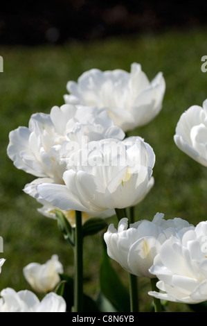 Tulip Tulipa mont blanc tacoma fin double fleur fleurs printemps groupe fleur Banque D'Images