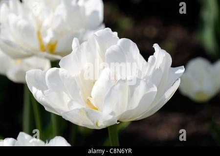 Tulip Tulipa mont blanc tacoma fin double fleur fleurs printemps groupe fleur Banque D'Images