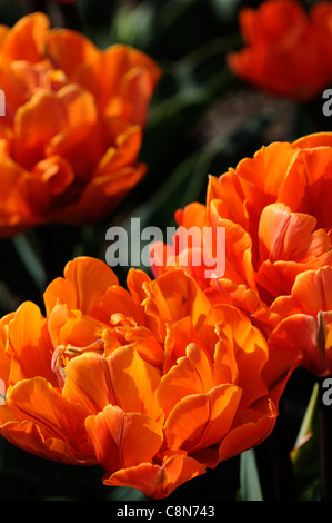 Tulip tulipa princess orange fin double fleur fleurs printemps groupe Banque D'Images