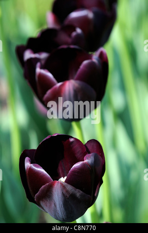 Tulip tulipa dark black queen of the night single fin fleur fleurs printemps groupe Banque D'Images