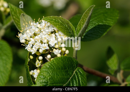 Viorne Viburnum molle Kentucky Softleaf Arrowwood fleurs blanches fleurs de printemps tardif corymbe inflorescence cymeuses Banque D'Images