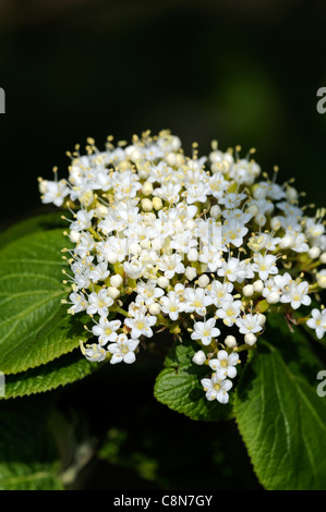 Viorne Viburnum molle Kentucky Softleaf Arrowwood fleurs blanches fleurs de printemps tardif corymbe inflorescence cymeuses Banque D'Images