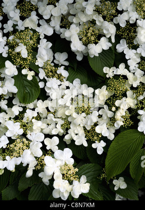 Viburnum plicatum yabudemari oodemari corymbes plats de fleurs fertiles cluster central fleurs blanc-jaunâtre Banque D'Images