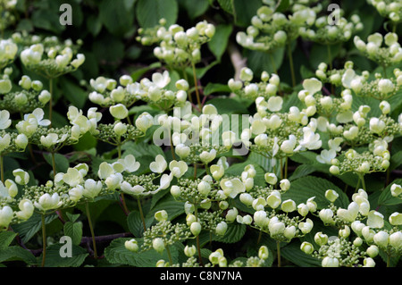 Viburnum plicatum yabudemari oodemari corymbes plats de fleurs fertiles cluster central fleurs blanc-jaunâtre Banque D'Images