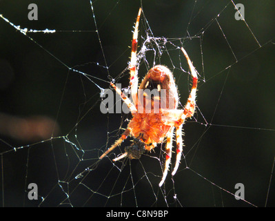 Spider Neoscona Orbweaver tachetée oaxacensis El Dorado Nature Center California USA Banque D'Images