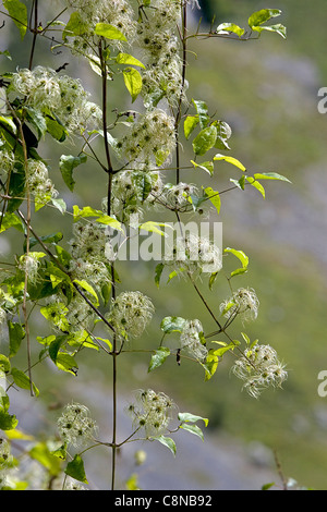 L'Espagne, les Asturies, Clematis vitalba (Old Man's Beard) Banque D'Images